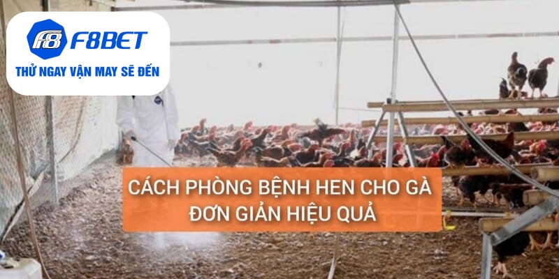 Cách phòng ngừa bệnh hen cho gà đơn giản, hiệu quả
